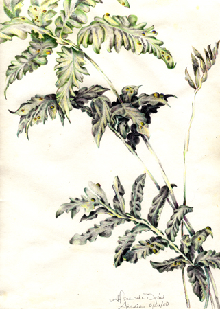 After the Rain by Meri C Fox-Szauter