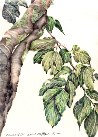 Branching Out by Meri C Fox-Szauter