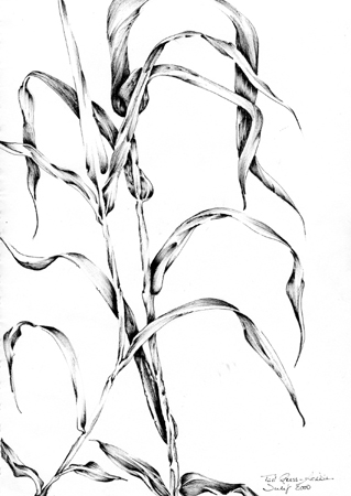 Tall Grass by Meri C Fox-Szauter