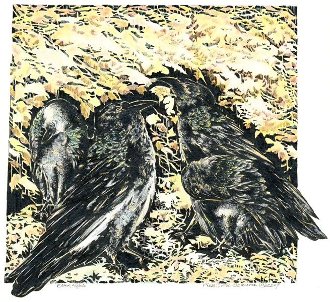 Black & Gold by Meri C Fox-Szauter