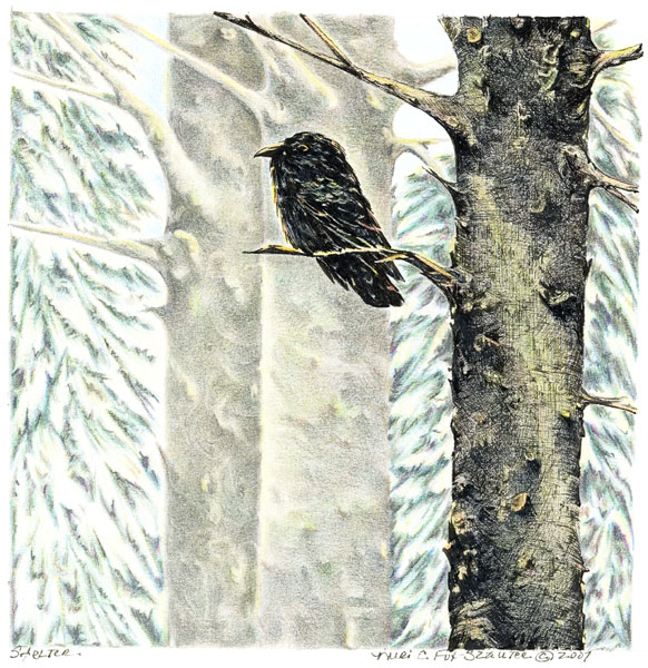 Shelter by Meri C Fox-Szauter